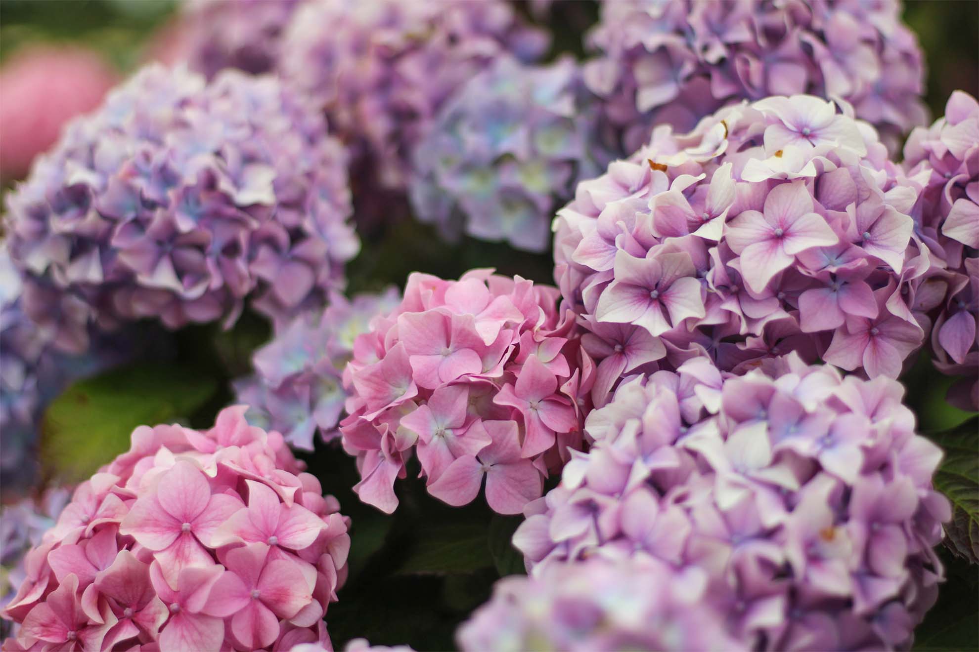 pink flowers
