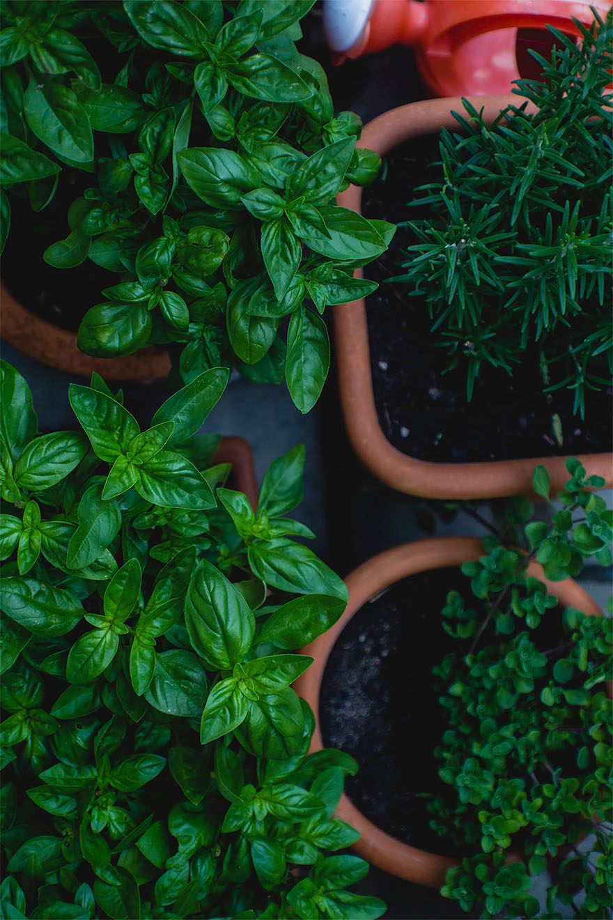 herbs growing in pots